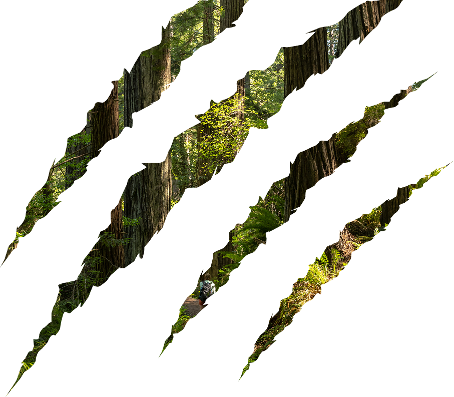 Slash with trees in the background