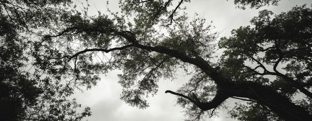 trees and overcast sky