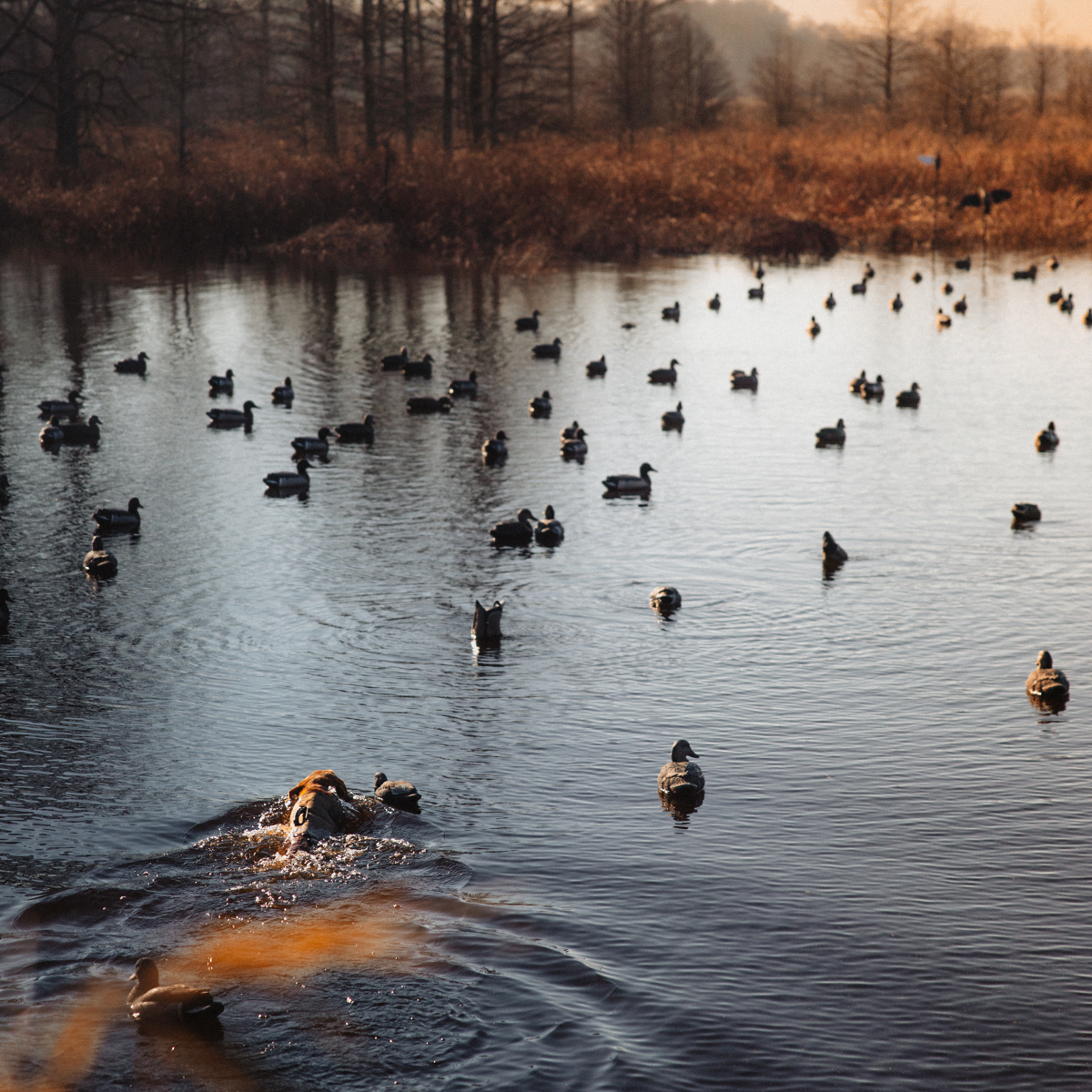 Dog swimming through decoys hunting