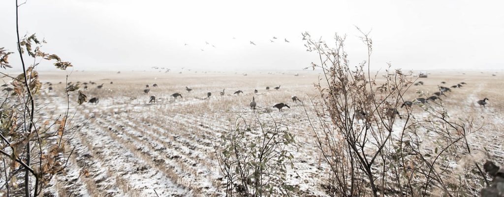 duck hunting and snow