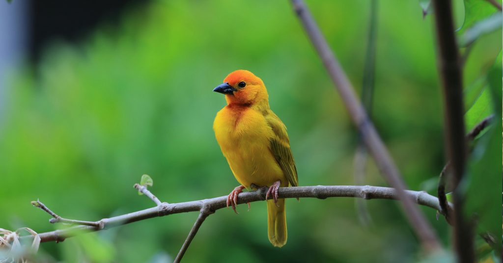colorful bird