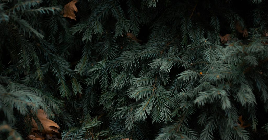 Evergreen Tree